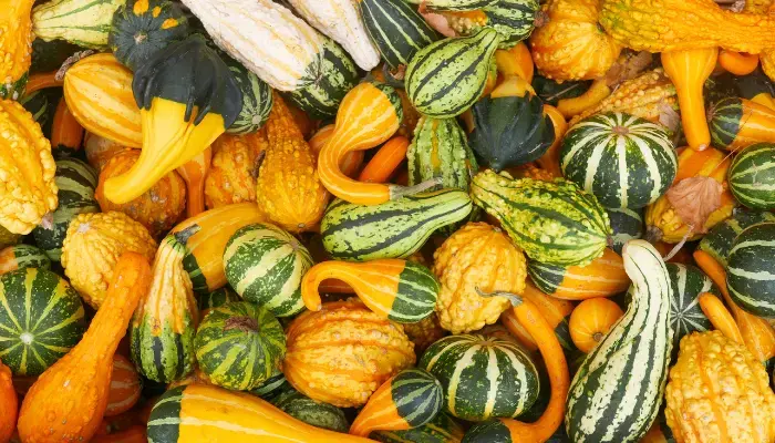 Best Apple and Pumpkin Picking Spots and Green Markets Near NYC - Harbes Family Farm