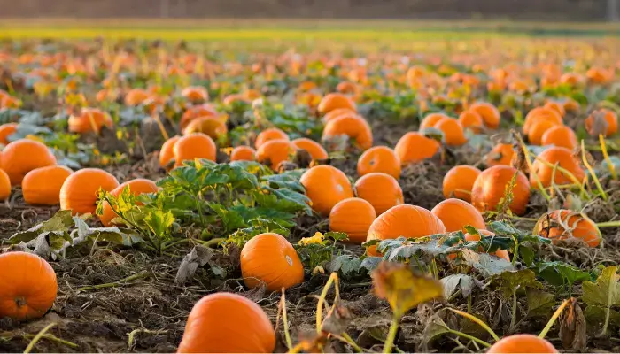 Best Apple and Pumpkin Picking Spots and Green Markets Near NYC - Harvest Moon Farm