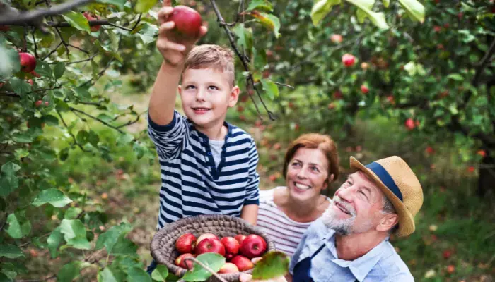 Best Apple and Pumpkin Picking Spots and Green Markets Near NYC - Masker Orchards