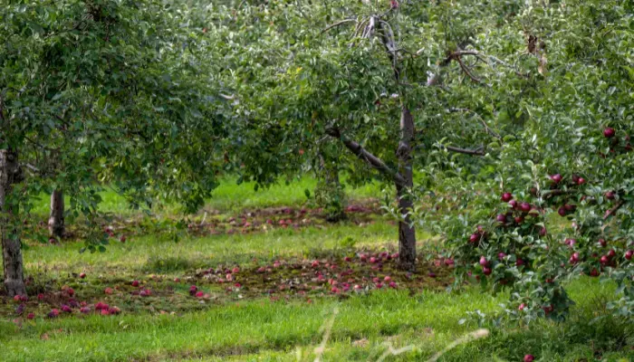 Best Apple and Pumpkin Picking Spots and Green Markets Near NYC - Milk Pail Fresh Market