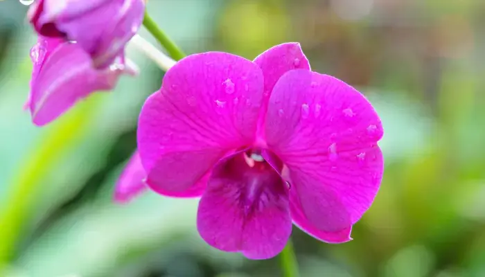Celebrate Love in Manhattan with these Activities and Events - The NY Botanical Gardens