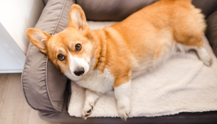 Corgi - Dogs that make good companions for NYC seniors