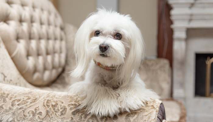 Maltese - Dogs that make good companions for NYC seniors