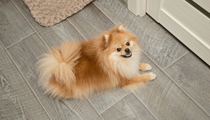 Pomeranian - Dogs that make good companions for NYC seniors