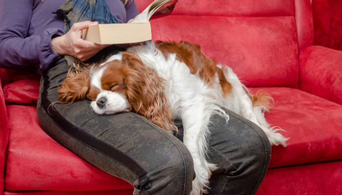 Spaniel - Dogs that make good companions for NYC seniors