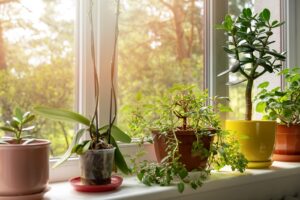 How to Create an Easy Indoor Garden for Seniors - arrangement