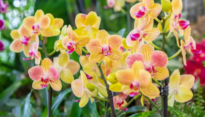 Springtime Activities in NYC Seniors Enjoy - Orchid Show