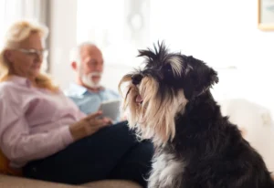 Miniature schnauzer dog sits in foreground on couch, while two seniors sit in background on couch, seniors and dog